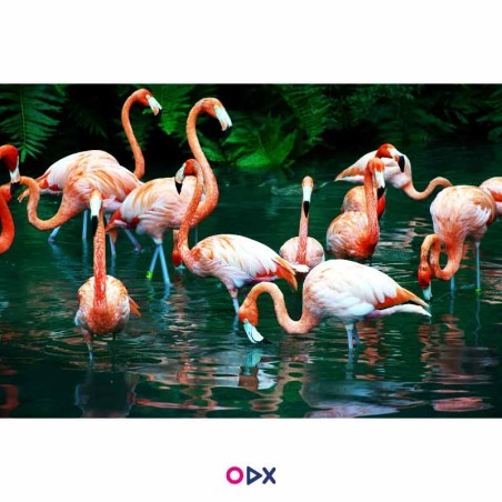 Tableau mural en toile - Flamant rose