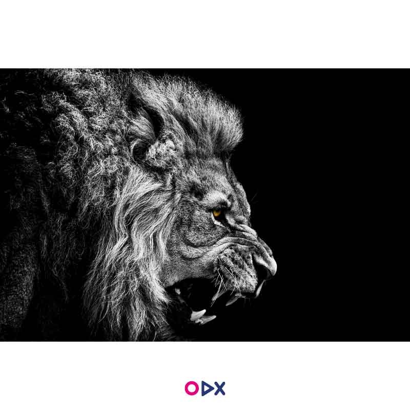 image-ordex