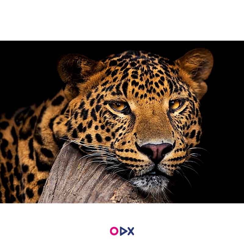 image-ordex