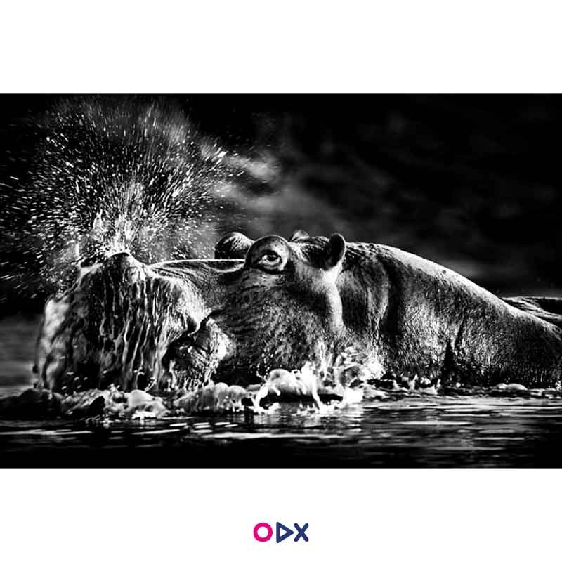 image-ordex