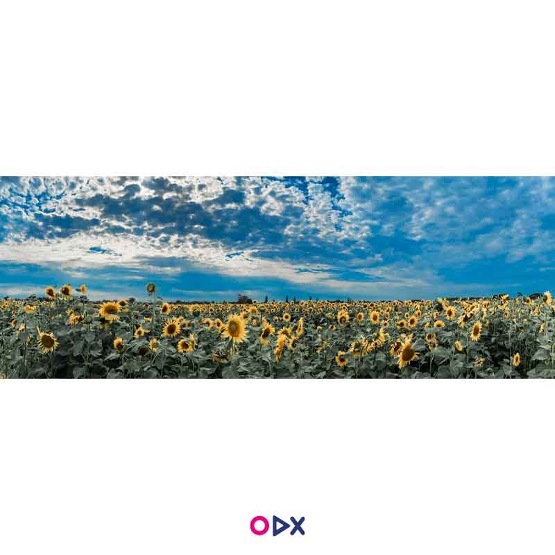 image-ordex