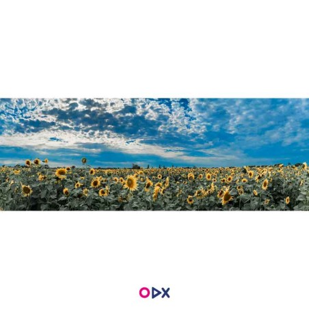 Tableau panoramique en toile - Champ de Tournesols